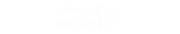 5年以上育った 特大のはまぐり